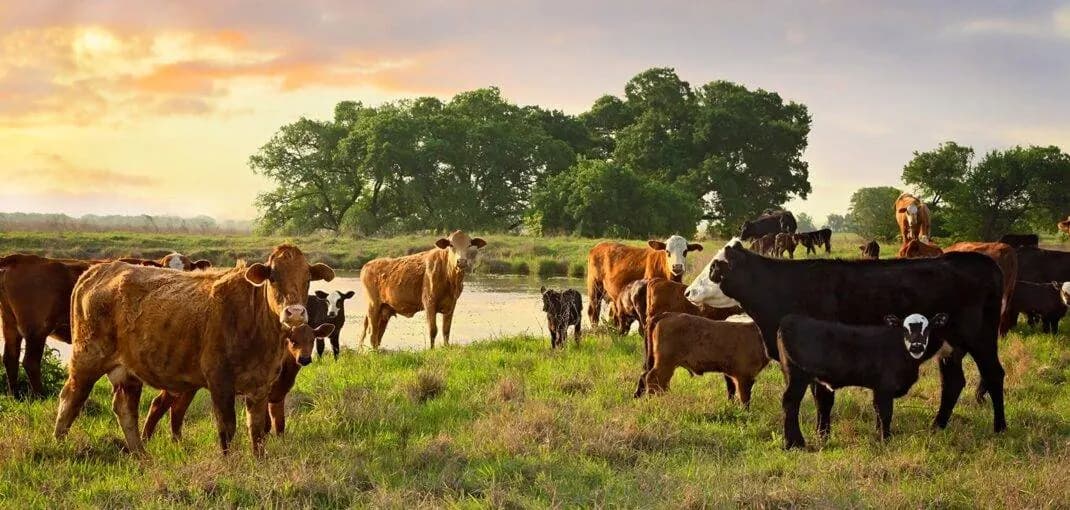 Cattle grazing in a lush green pasture, representing sustainable beef production and local farming practices.